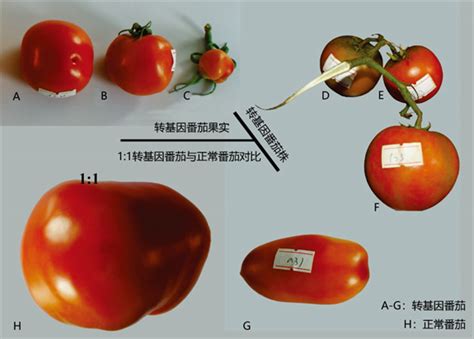 牛 番茄 基因 改造